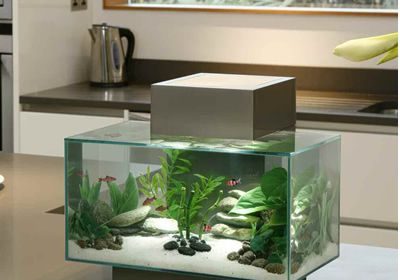 Achat aquarium
