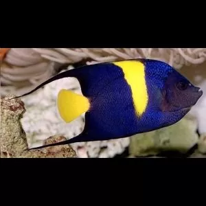 Acheter un poisson d&rsquo;aquarium en ligne