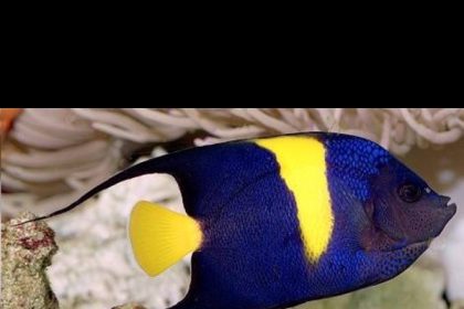 Poisson aquarium