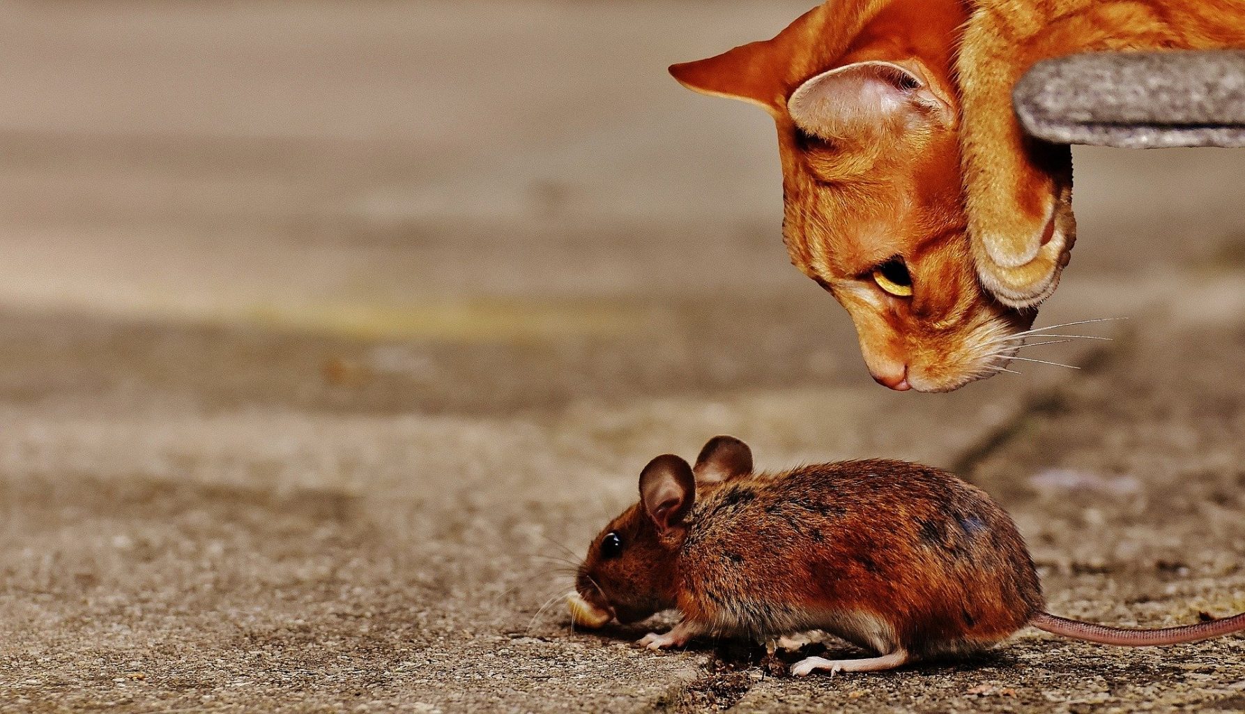 Se débarrasser efficacement des souris chez vous