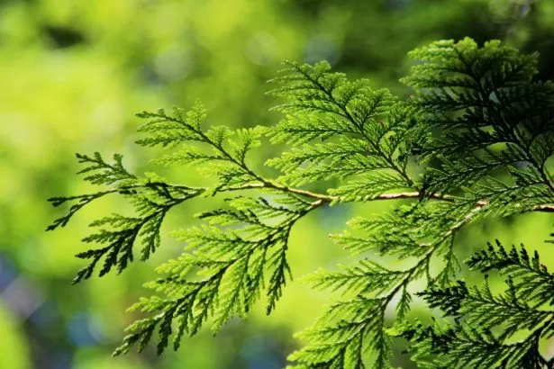 haie-arbre