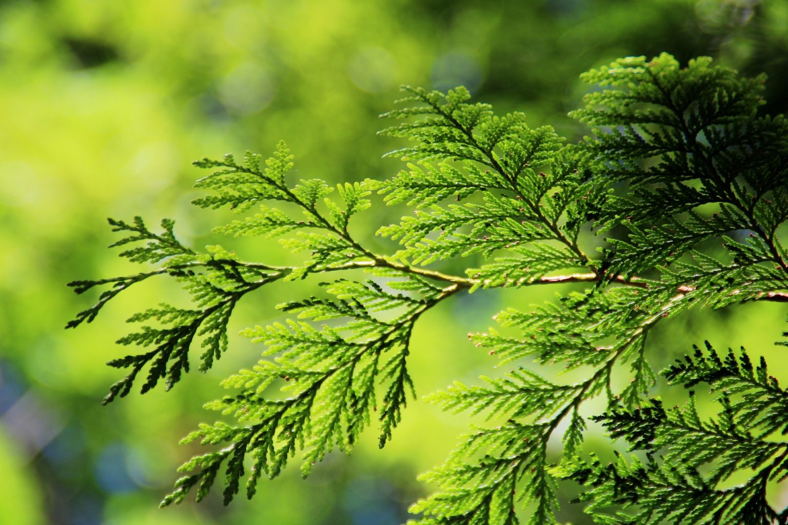 haie-arbre