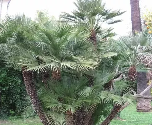 Comment entretenir un Palmier de Floride ? Plantation et entretien !