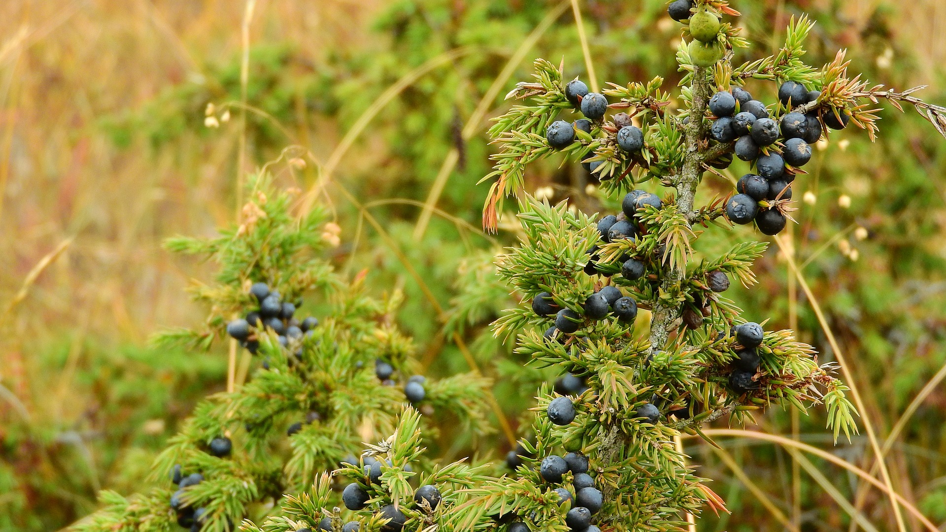 Comment entretenir un Genévrier de Parson ? Plantation et entretien !