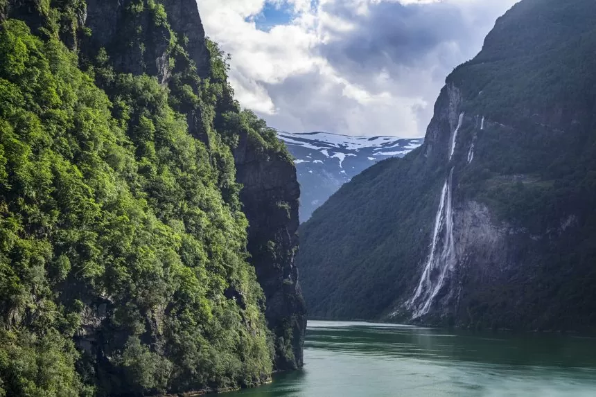 Comment entretenir un épicéa de Norvège ? Plantation et entretien !
