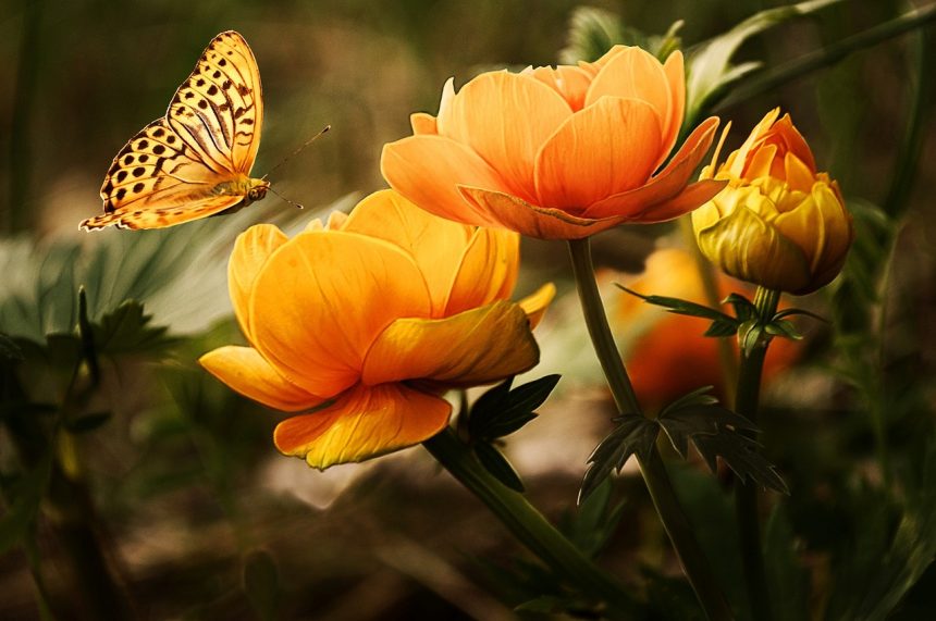 Le jardin enchanté : voici comment créer un espace magique avec des plantes et des éléments féeriques