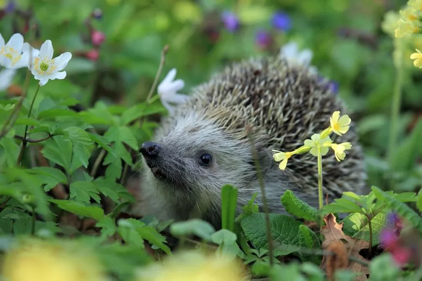 Secrets de jardiniers : astuces insolites pour faire prospérer vos plantes