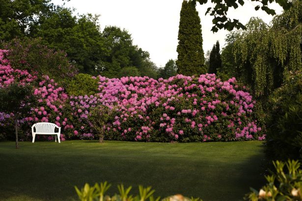 5 façons incroyables d'utiliser une cuve de 1000 litres dans votre jardin