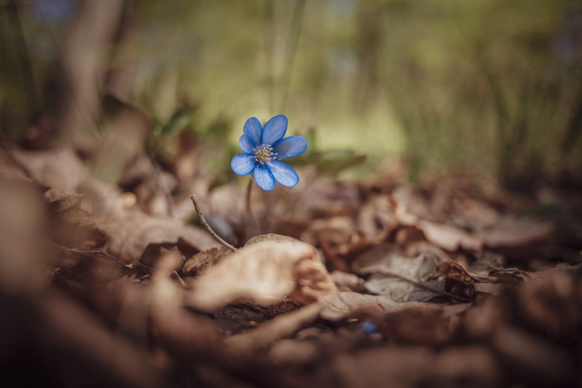 Guide des fleurs par saison : comment avoir un jardin coloré toute l'année