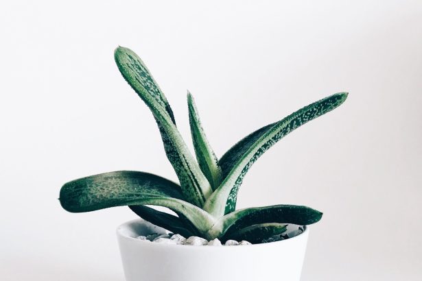 Cultiver des fleurs en pot : astuces et conseils pratiques