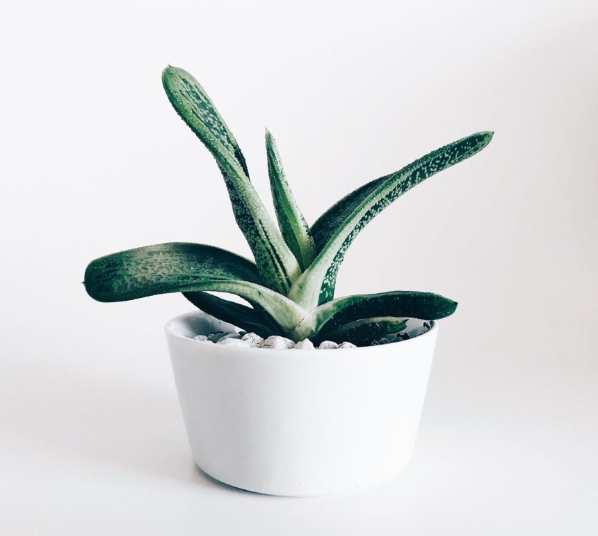 Cultiver des fleurs en pot : astuces et conseils pratiques