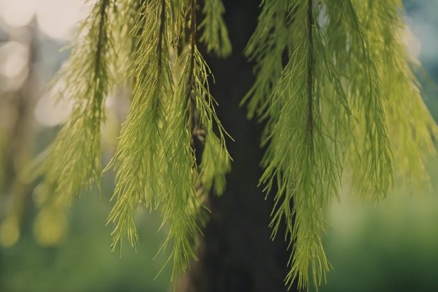 Comment planter et entretenir un Cyprès chauve ?