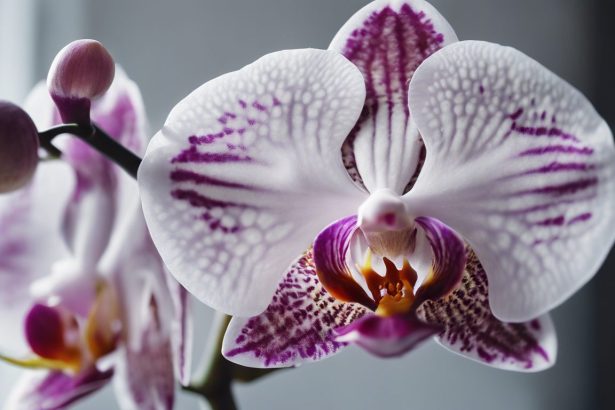 Les meilleurs conseils pour prendre soin de vos orchidées tout au long de l’année