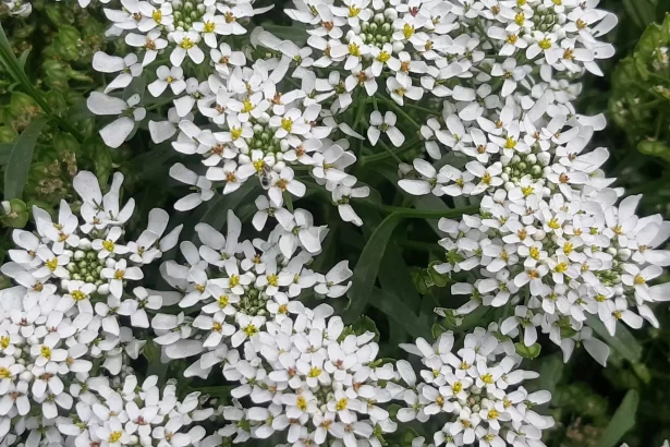 Quelles-varietes-de-plantes-trouve-t-on-en-vente-en-pepiniere--2048x1536