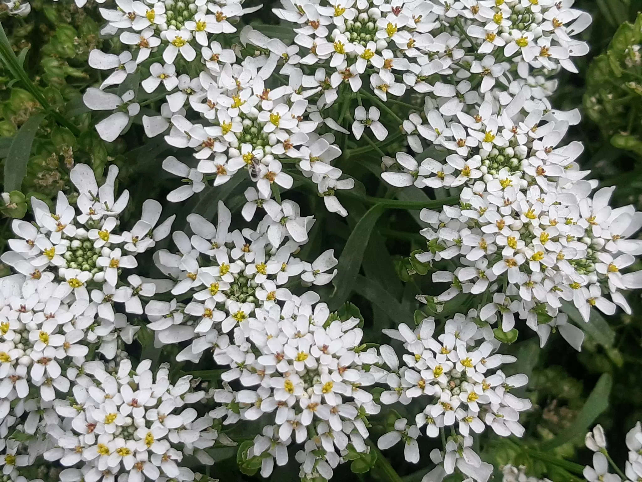 Quelles-varietes-de-plantes-trouve-t-on-en-vente-en-pepiniere--2048x1536