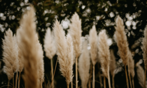 La pampa : une tendance qui perdure en 2025 ?